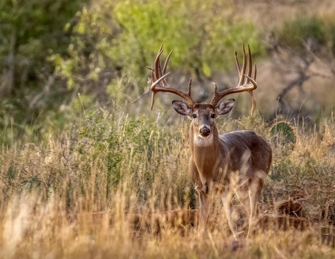 When Is The Deer Rut In Texas